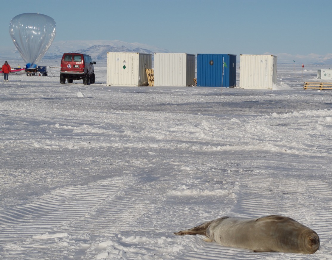 While the team is preparing the balloon for inflation a young seal appears in the launch pad (Image: Charlie Martins)